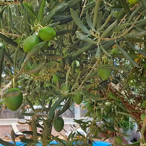 alojamiento-el-olivo.es-andalucia.com/
